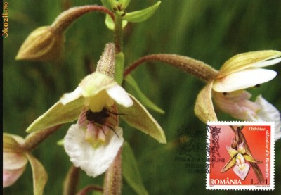 CM Orhidee salbatica din Romania Mlastinita (Epipactis palustris) foto