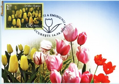 Maxima laleaua Don Quijote foto