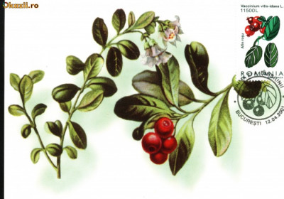 Maxima Afin rosu (Vaccinium vitis-idaea L) foto