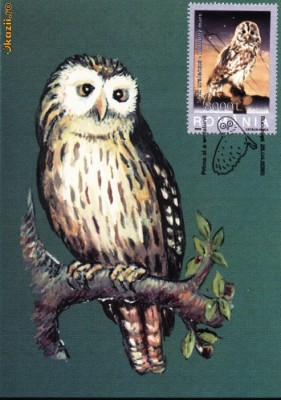 Maxima Cucuvele Huhurez mare (Strix uralenisis) foto