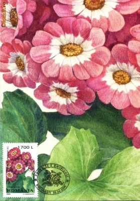 Maxima flori Cinerarie (Senecia cruentus D.C.) foto