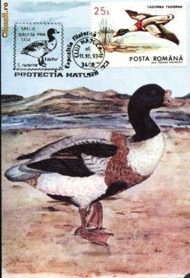 Maxima Califar alb (Tadorna tadorna L) foto