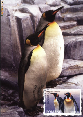 Maxima fauna polara Pinguinul imperial (Aptenodytes forsteri) foto