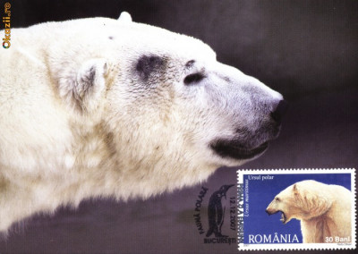 Maxima fauna polara Ursul Polar (Ursus maritimus) foto