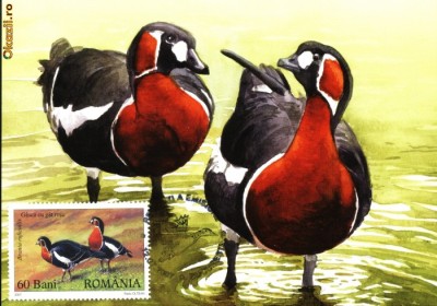Maxima Gasca cu gat rosu (Branta ruficollis) foto