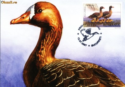 Maxima Rata Garlita mare (Anser albifrons) foto