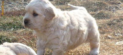 Vand 2 Pui Femele Golden Retriever Arhiva Okazii Ro