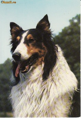 Ilustrata caini foto