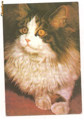 carte postala(ilustrata)-PISICI foto