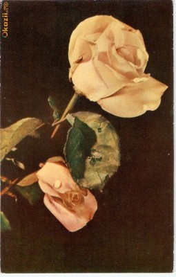 R-10038 Romania, RPR, Trandafir, necirculata foto