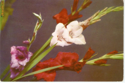 R-10035 Romania, RPR, Buchet de gladiole, necirculata foto