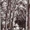 S11959 BUZIAS Vedere din parc CIRCULAT 1967