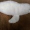 FOCA MARE DE PLUS