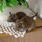 VEVERITA DEGU