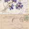 CP ilustrator - circulata Targu Ocna (Bacau)-Iasi - clasica- flori