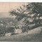 B9537 Borsec circulata 1932