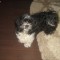 bichon havanez alb/negru