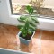 Crassula ovata (arborele de jad)
