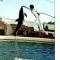 CP48-43-Constanta-Spectacol la Delfinariu