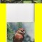 Set 18 ilustrate pasari- URSS