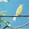 Animale-Pasari -Canari- Vedere