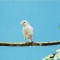 Animale-Pasari -Canari- Vedere