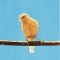 Animale-Pasari -Canari- Vedere
