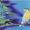 Animale-Pasari -Canari- Vedere