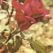 R 9184 Republica Populara Romana trandafiri timbru tiparit circulata
