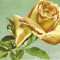 R 9185 Republica Populara Romana trandafiri timbru tiparit circulata