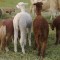 LAMA ALPACA , MASCUL 3 ANI