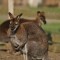 CANGUR ( PITIC ) , MASCUL 4 ANI
