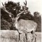 CP207-97 Hateg. Cerb carpatin in rezervatia nationala -carte postala necirculata -starea care se vede