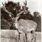 CP207-54 Hateg -Cerb carpatin in rezervatia naturala -carte postala necirculata -starea care se vede
