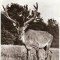 CP207-29 Hateg -Cerb carpatin in rezervatia naturala -carte postala necirculata -starea care se vede