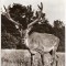 CP207-78 Hateg. Cerb carpatin in rezervatia naturala -carte postala necirculata -starea care se vede
