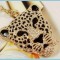 BRELOC Cool Leopard Crystale SVAROWSKI CUTIE CADOU