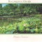 carte postala-Colectia-Bucurestiul verde *7*