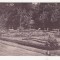 B30179 Baile Buzias Promenada Parcului