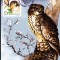 Maxima Uliul pasarar (Accipiter nisus)