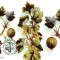 Maxima Agris (Ribes uva-crispa)