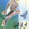 Maxima Perusul ondulat (Melopsittacus undulatus)