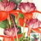 Maxima flori Cercelus (Fuchsia hybrida Hort)