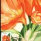 Maxima flori Crin de camera (Clivia miniata Rgl.)