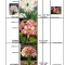 AMARYLLIS - CRIN DE CAMERA