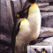 Maxima fauna polara Pinguinul imperial (Aptenodytes forsteri)