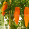 Seminte ardei iute - BULGARIAN CARROT - 30 seminte/plic