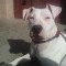 Vand caine Amstaff alb (10 luni )