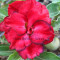 Seminte Adenium Obesum Desert Rose &quot;Kendo&quot;