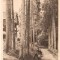 CP 209-10 Bazna -Aleea cu brazi - RPR -circulata 1956 -starea care se vede